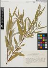 Foto von Salix acmophylla Boiss.